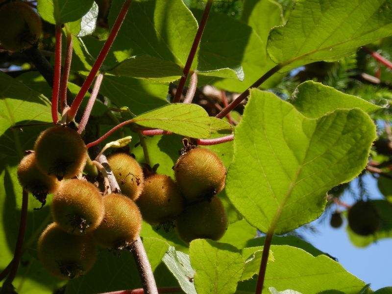 サルが喜びそうなキウイフルーツ