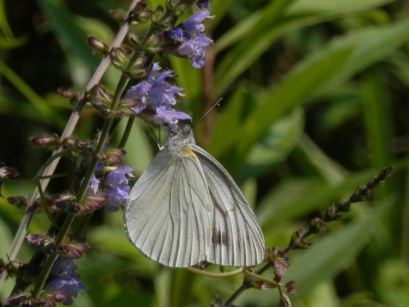 ヤマハッカとスジグロシロチョウ