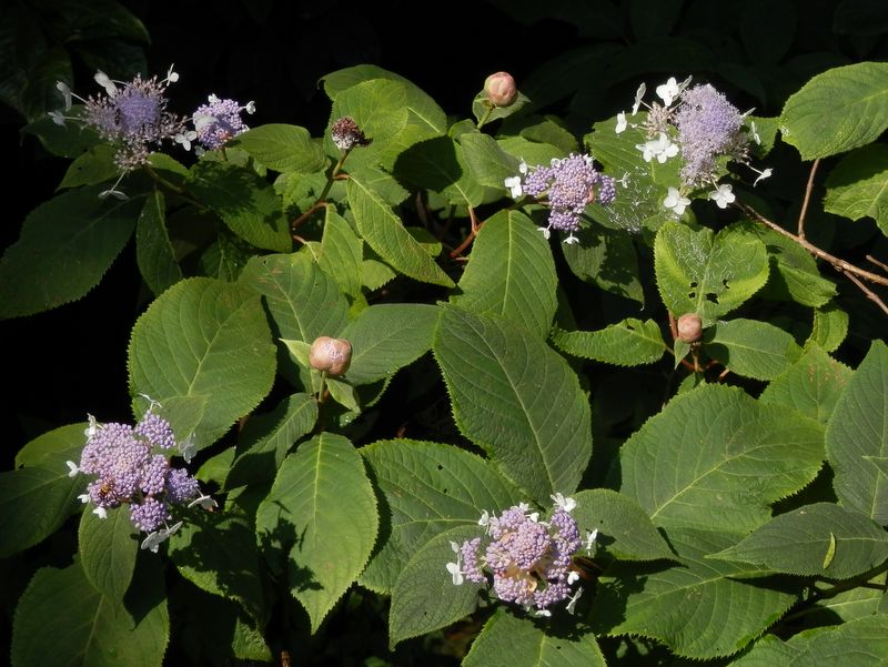 タマアジサイが咲き始めていた