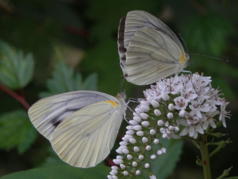 スジグロシロチョウとオカトラノオ
