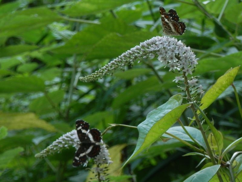 サカハチチョウとオカトラノオ