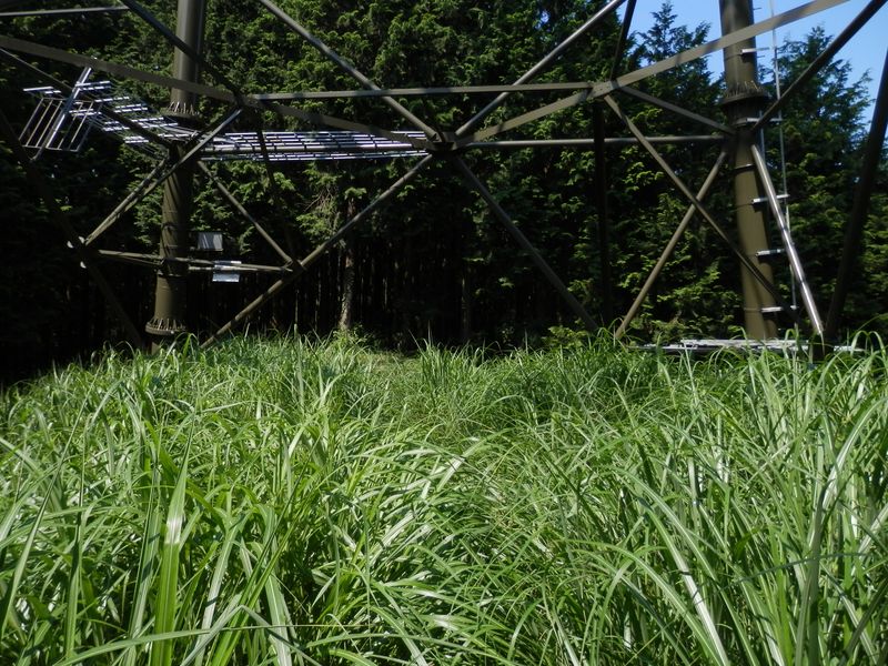 バンザイをしながらススキ原を通り抜ける