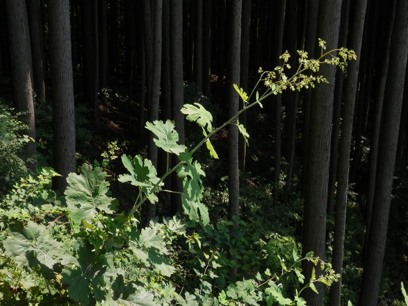 タケニグサ（有毒）
