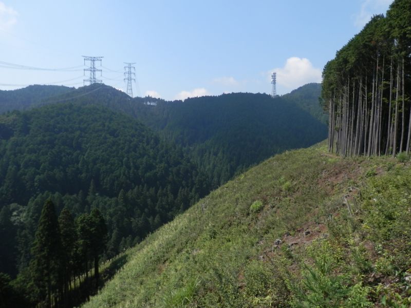 広々とした伐採地