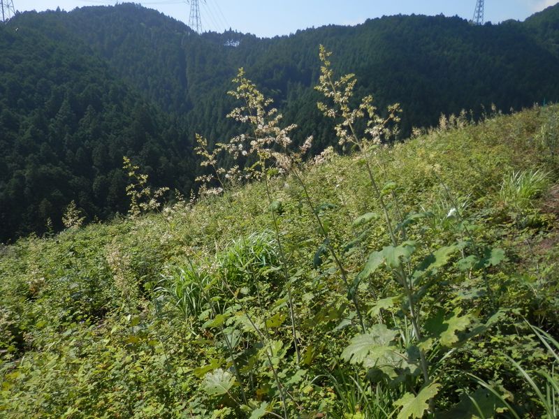 伐採地ではタケニグサが猛繁殖