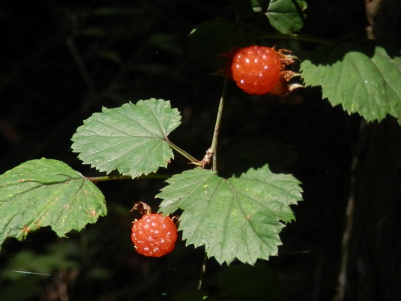 ニガイチゴでしばし喉をうるおす