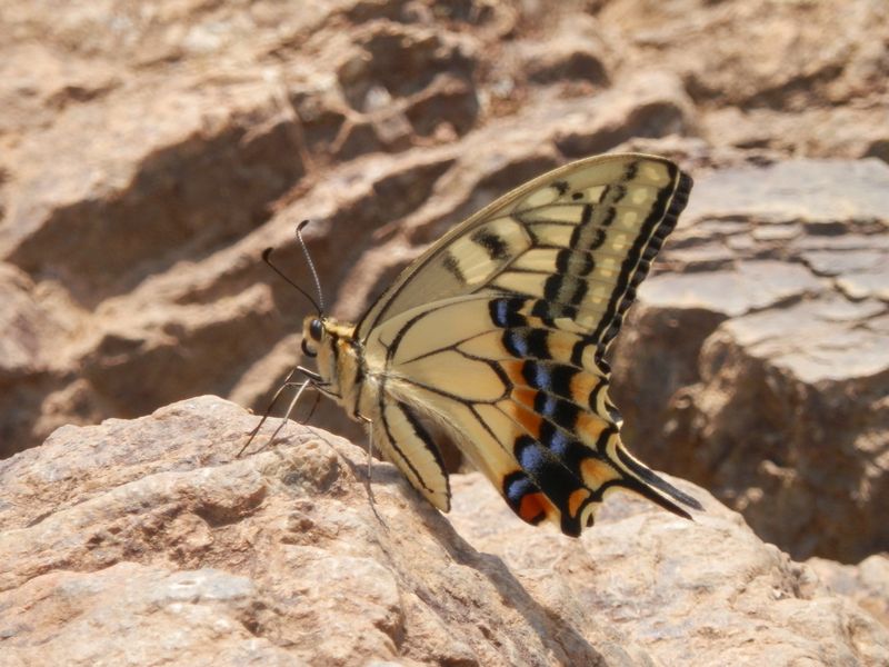 山頂の主はキアゲハ