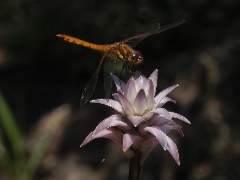 アキアカネがたくさん飛び交っていた