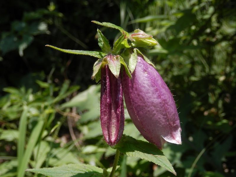 膨らむ前と後のヤマホタルブクロ