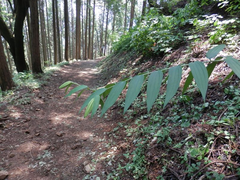 折られないのはヤマユリだから