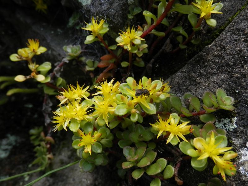 石垣のマルバマンネングサ