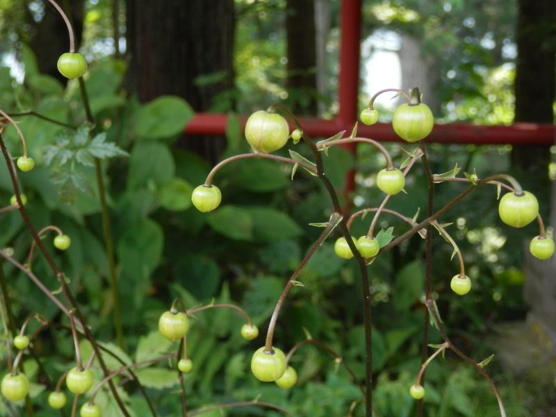 御岳神社境内のレンゲショウマ