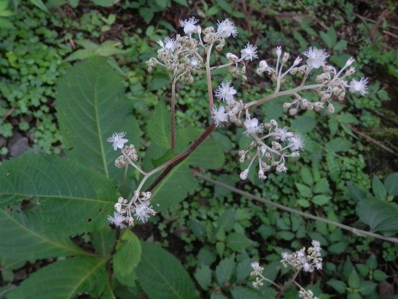 クサアジサイみたいだが装飾花がない