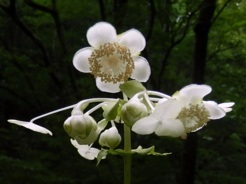 ギンバイソウ（アジサイ科）