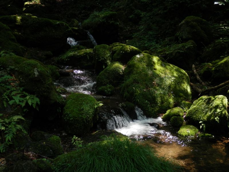 ロックガーデンの木漏れ日