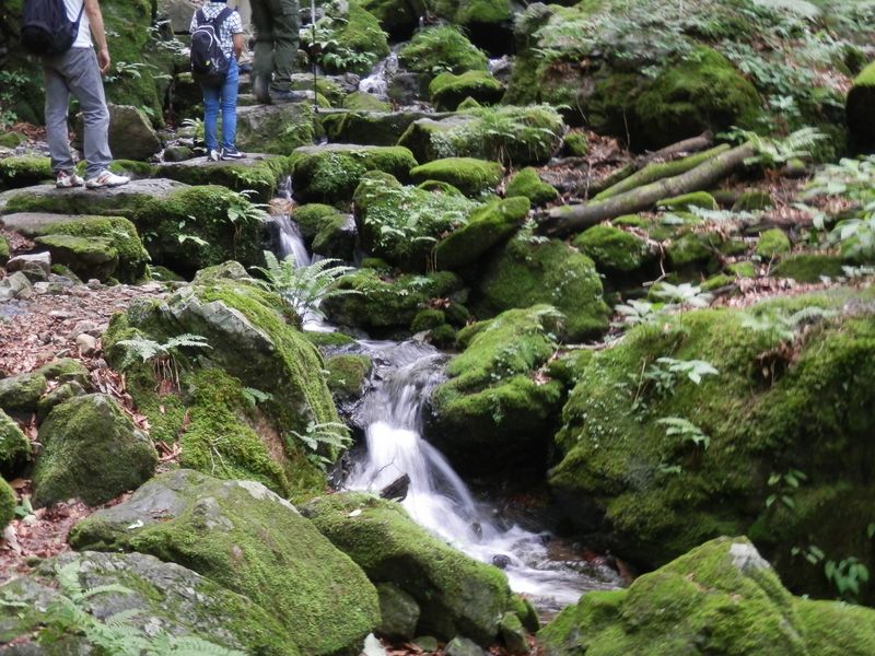 苔やシダのきれいなロックガーデン