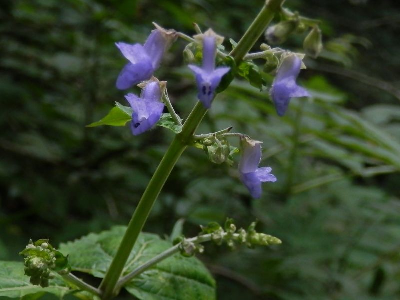 カメバヒキオコシ
