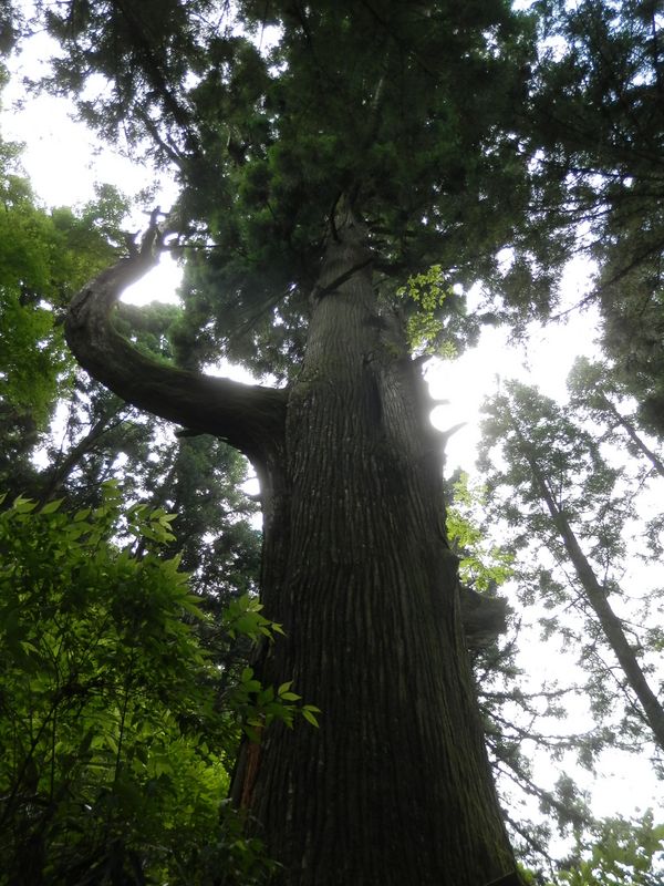 天狗の越し掛け杉