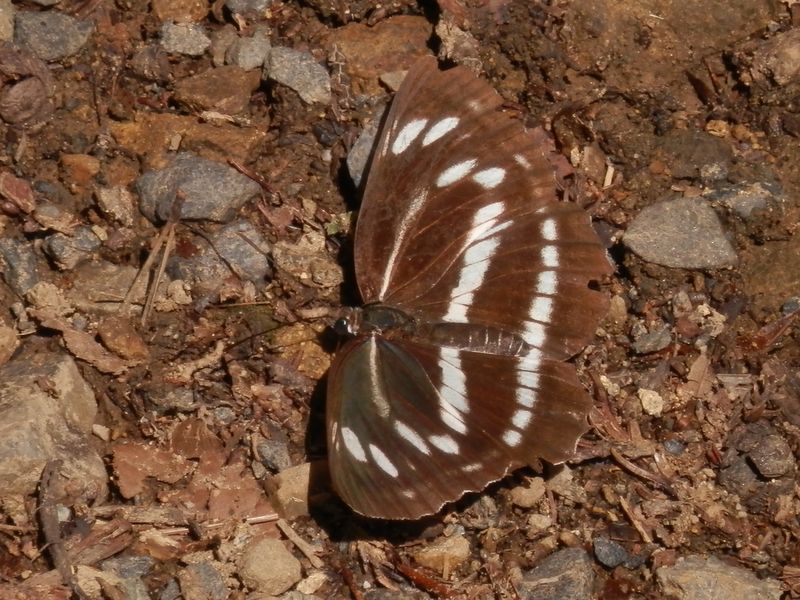 偶然に保護色になったミスジチョウ