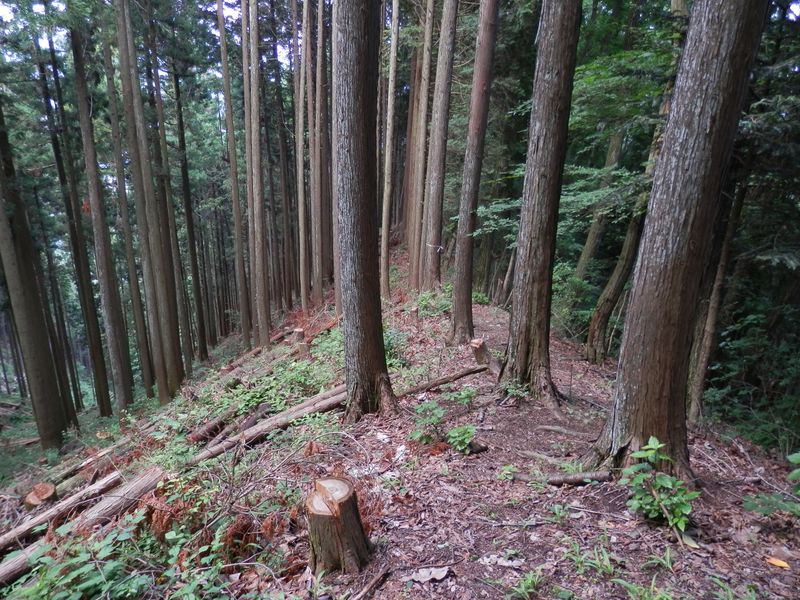 境界尾根をひたすら忠実に辿る
