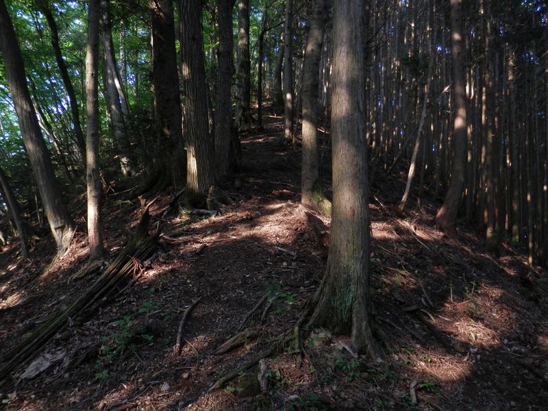 境界尾根 -- 583m峰への登り