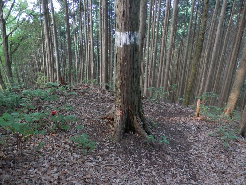 境界尾根 -- 583m峰から、右の尾根に進む