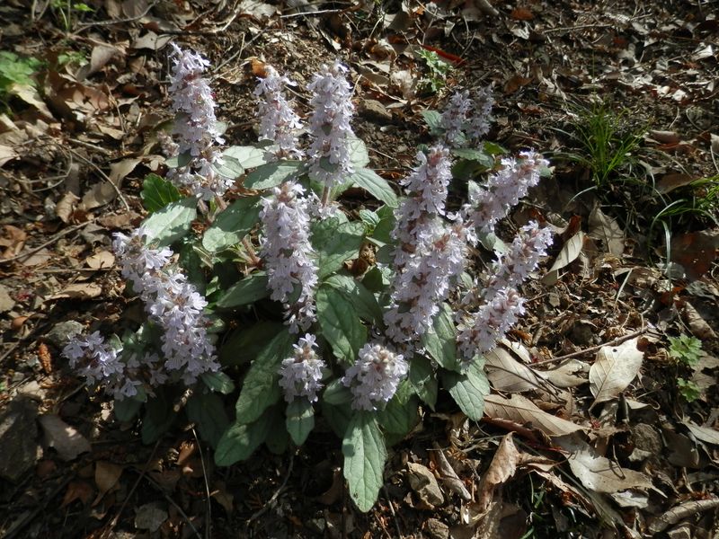 ジュウニヒトエ