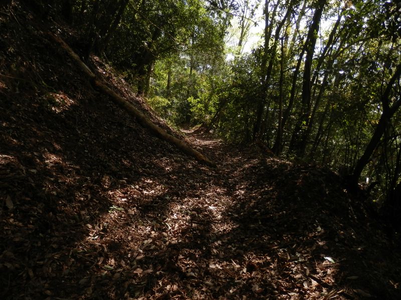 綱之上御前山へ、しっかりした道がある