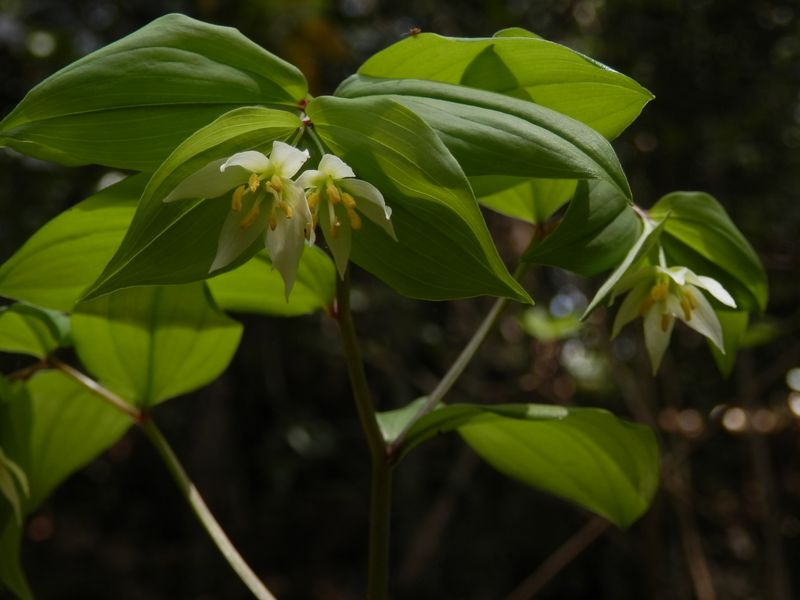  チゴユリがたくさんあった