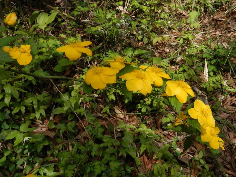 懸崖のように咲くヤマブキ