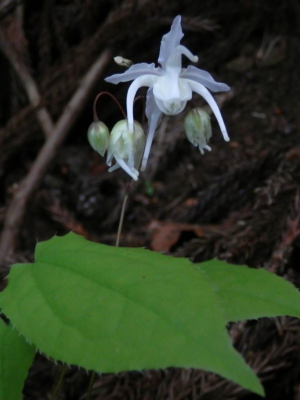 白いイカリソウ