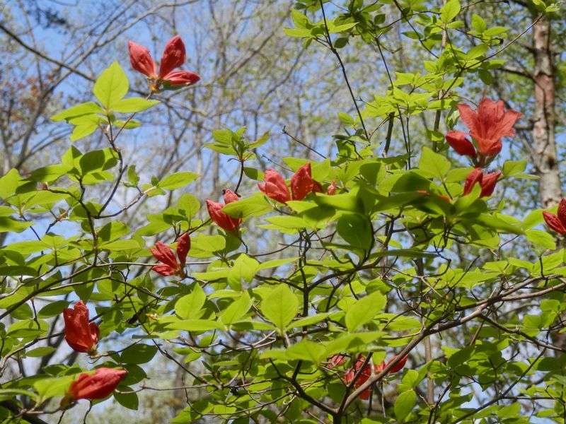 ヤマツツジが燃えるのはこれからだ