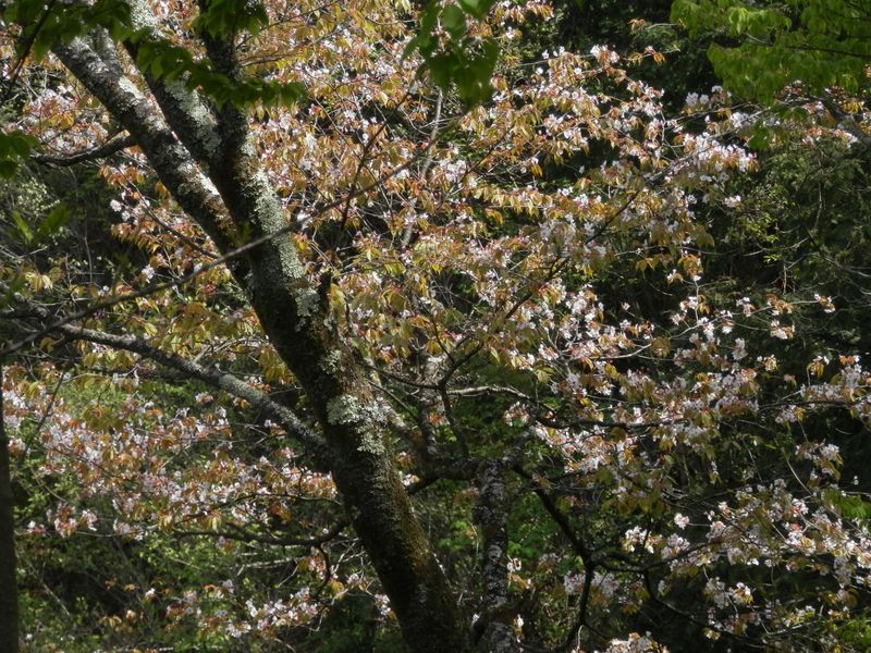 ヤマザクラの花びらの舞う道