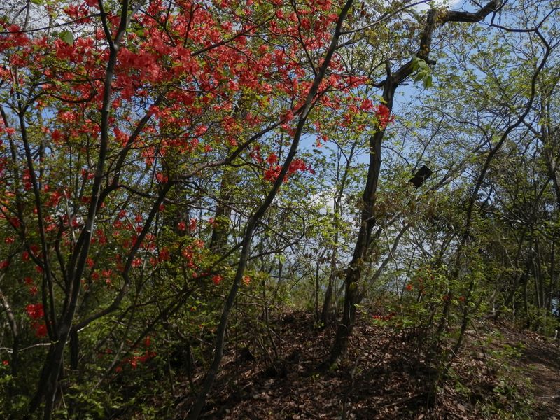 綱之上御前山に、あっさり到着