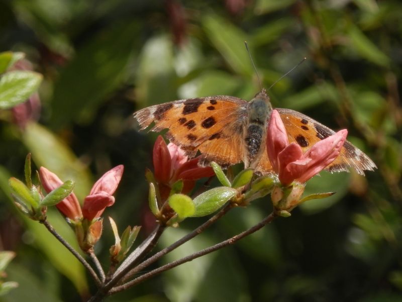 ヒオドシチョウは越冬後も健在