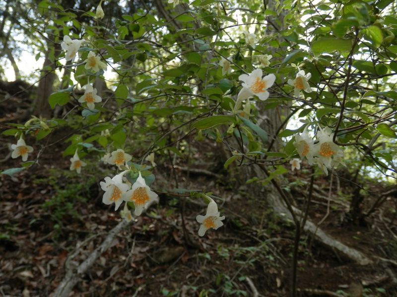 ツクバネウツギ