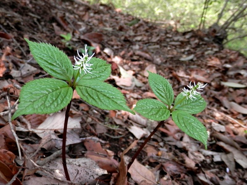 ヒトリシズカのお二人さん