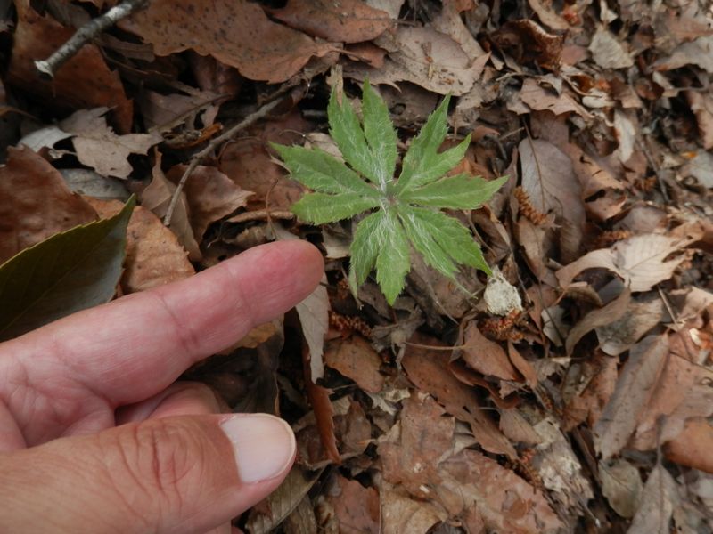 ヤブレガサは、はじめから破れ傘