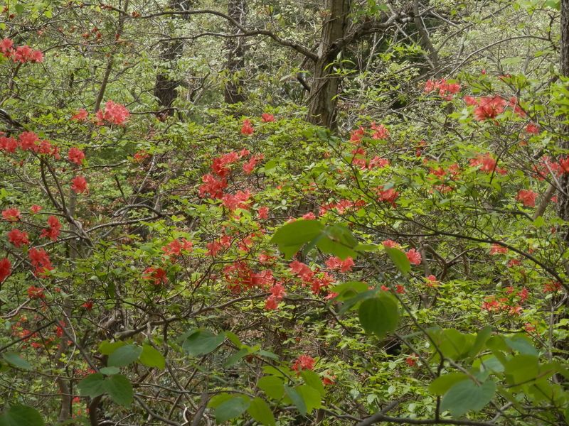 ヤマツツジ、いいぞ