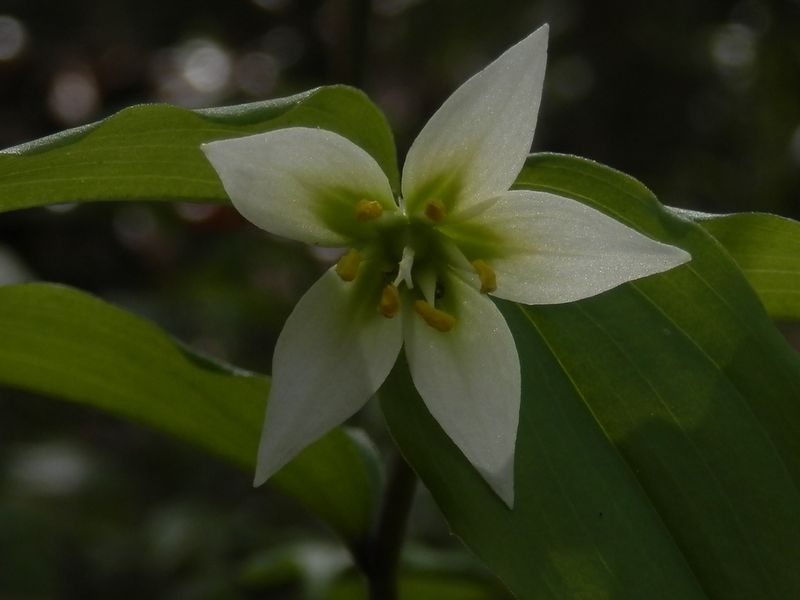 チゴユリ、クローズアップ