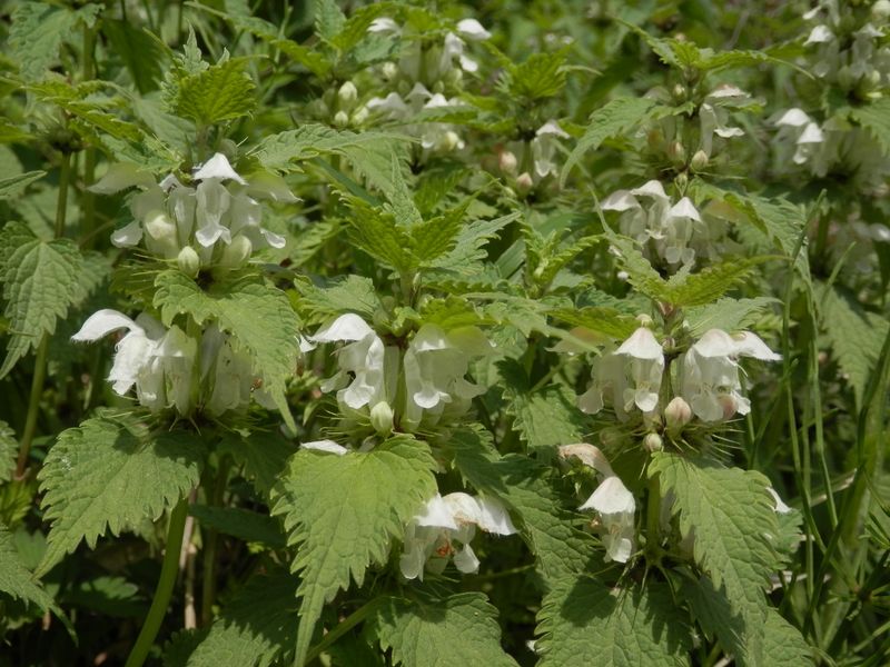 白花のオドリコソウ