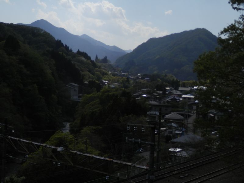 犬嶋神社のトトロ杉が見える