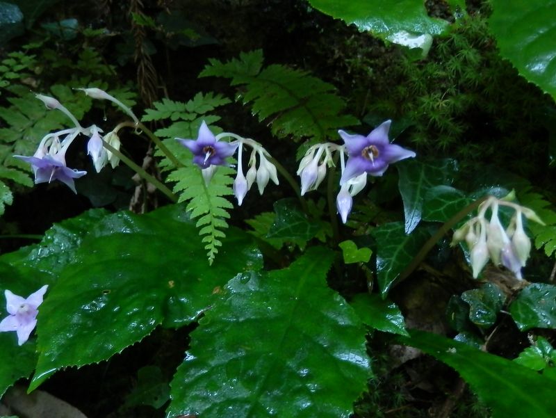 数馬峡のイワタバコ