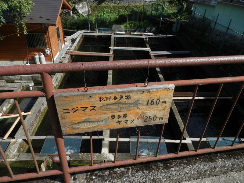 奥多摩魚養殖センター