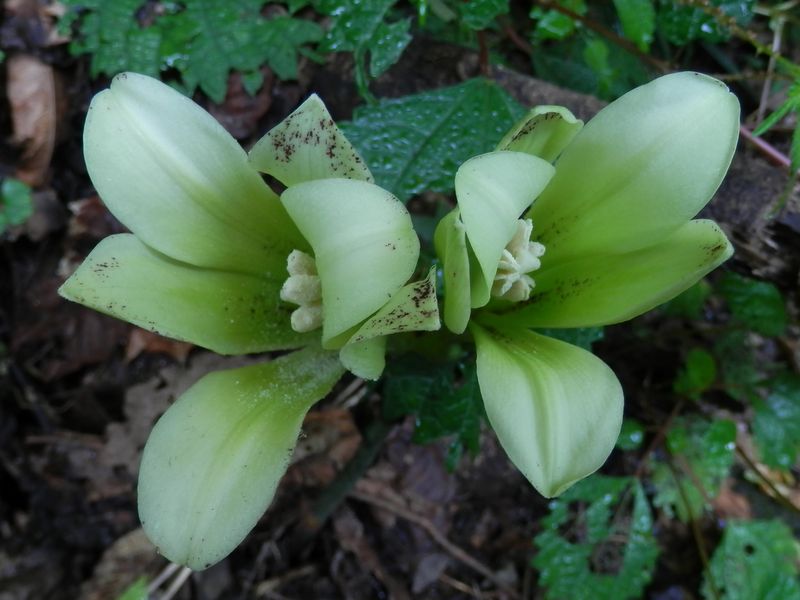 ツイン咲きのウバユリ