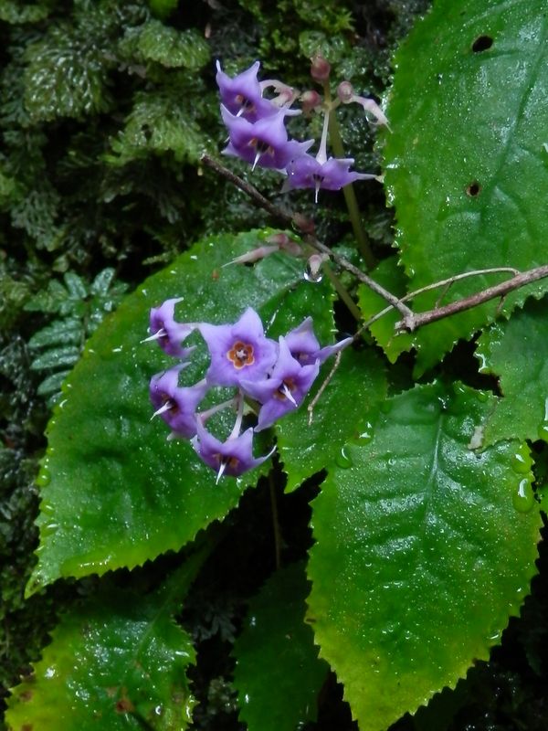 海沢林道のイワタバコ