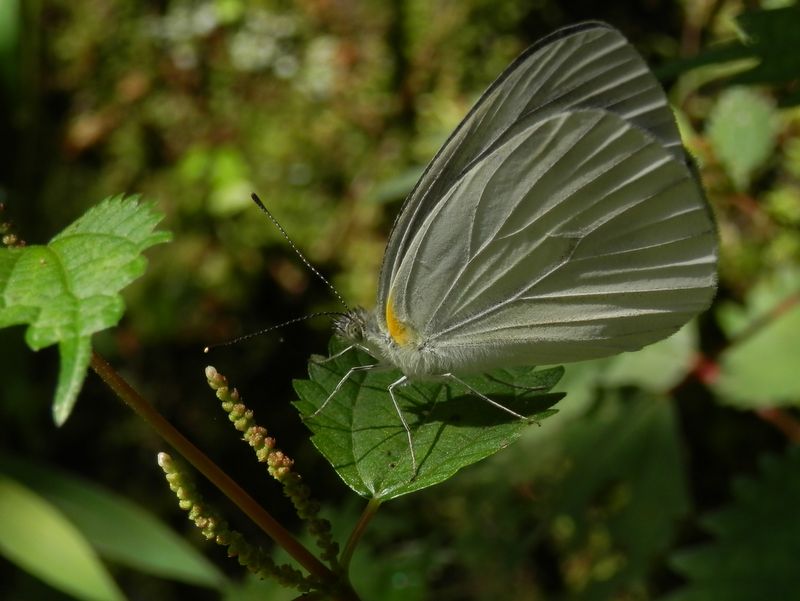 モンシロチョウ