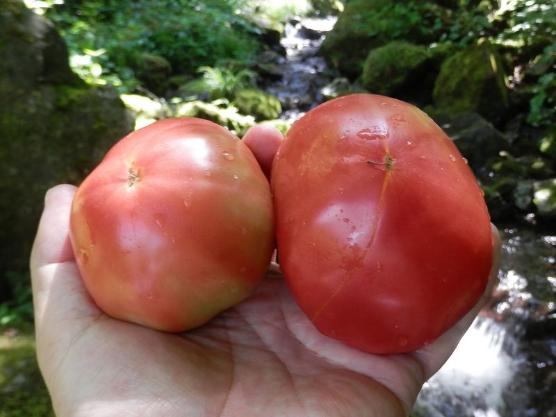 トマトを海沢の水で洗う