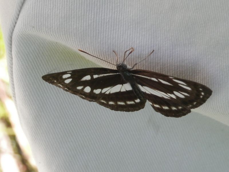 汗を吸いに来た、コミスジ