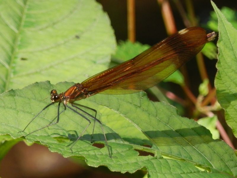 海沢のミヤマカワトンボ